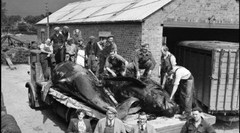 Thorntonloch whales in Hordley, Shropshire 1950